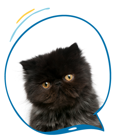Congreso de Pequeños Animales del Litoral